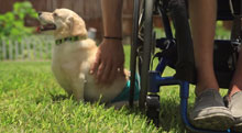 A disabled dog with a disabled owner receives the ability to run